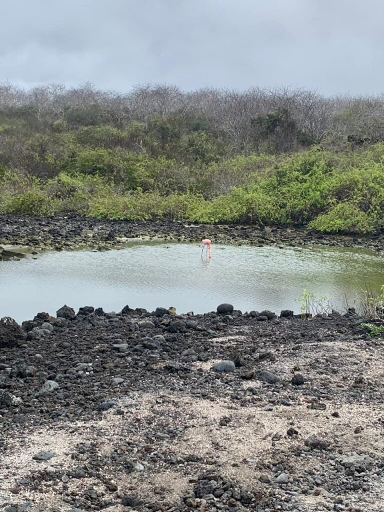 Flamingos in the Camino de los Pulpos, Floreana - Galapagos