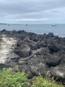 Floreana iguanas resting on rocks