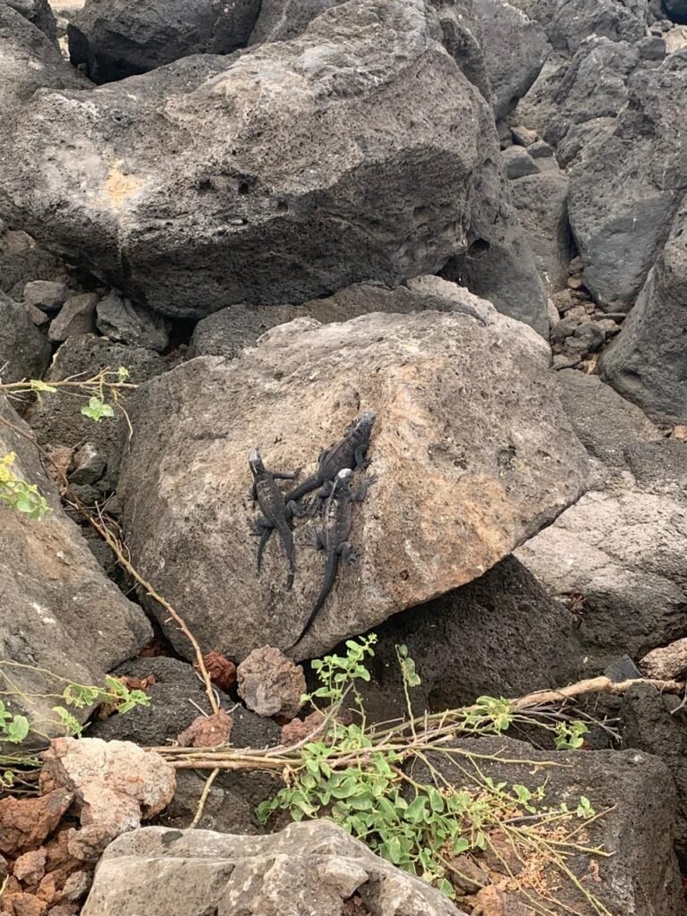 Iguanas on rocks, Floreana - Galapagos