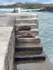 Floreana sea lions