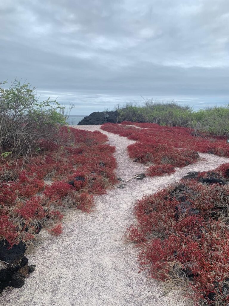 Path towards La Loberia