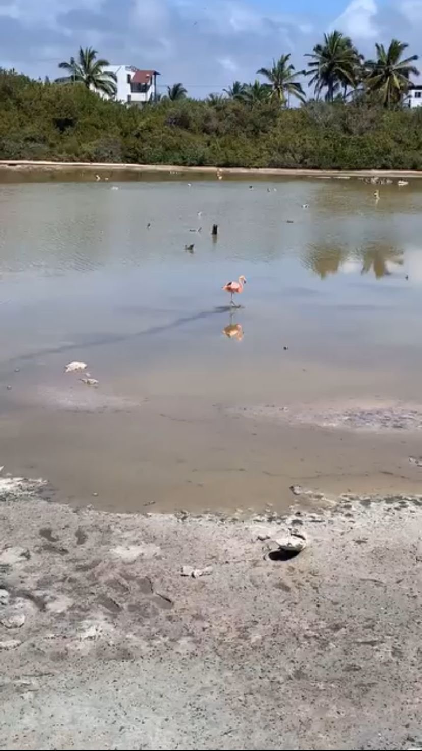 poza-de-los-flamingos