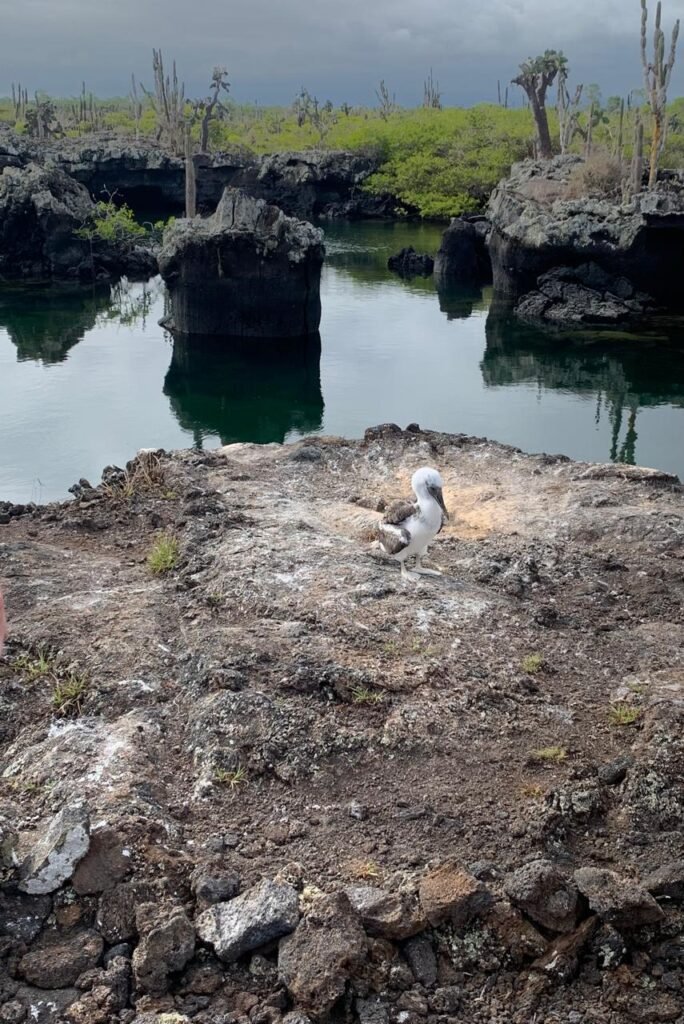 juvenile-blue-footed-booby-tuneles