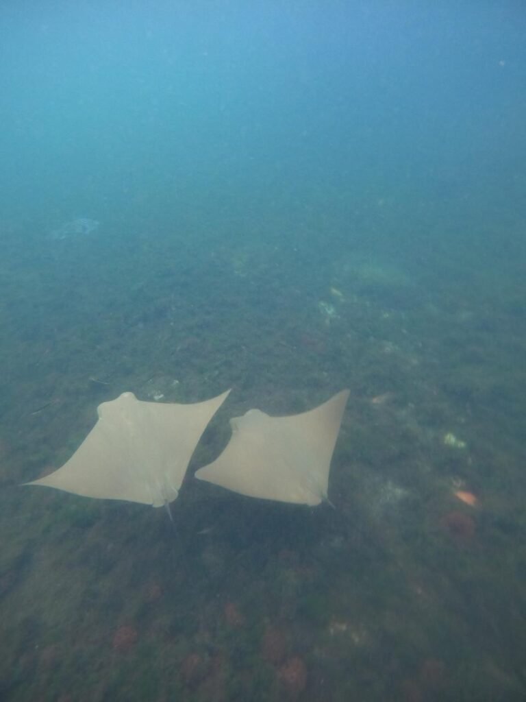 manta-rays-los-tuneles-isabela-galapagos