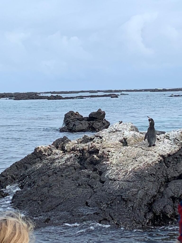 penguin-tuneles-isabela