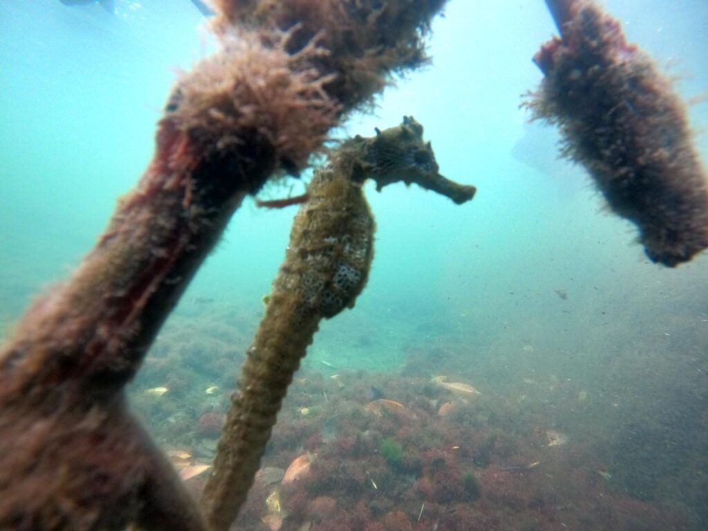sea-horses-los-tuneles-isabela-galapagos