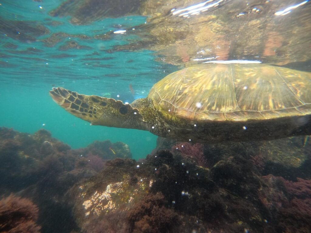 sea-turtle-los-tuneles-isabela-galapagos